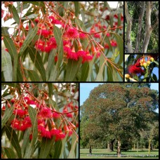 Eucalyptus Red Flowering Yellow Gum x 1 Plants Hardy Native Trees Plants Bush Bird Attracting Evergreen Gums Drought Tough leucoxylon rosea